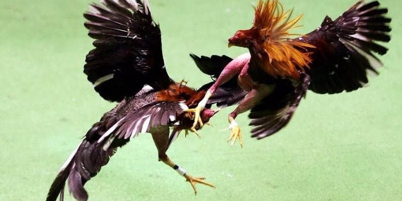 Tiêu chí lựa chọn trang đá gà trực tiếp uy tín 