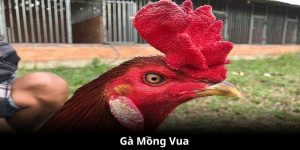 gà mồng vua