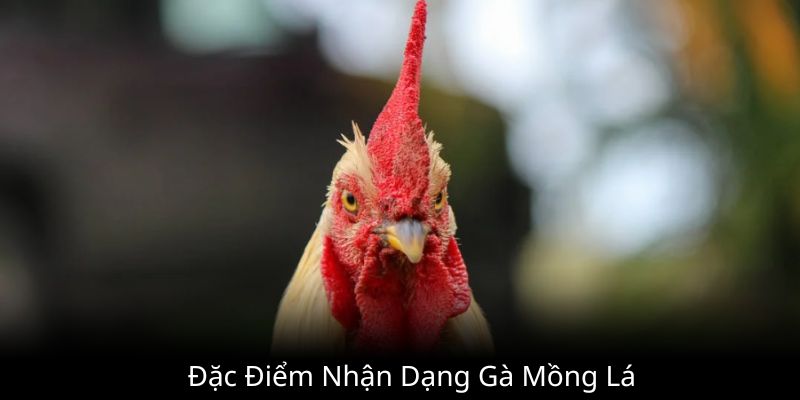 Đặc điểm nhận dạng giống gà mồng vua lá đơn giản nhất mà bạn nên biết