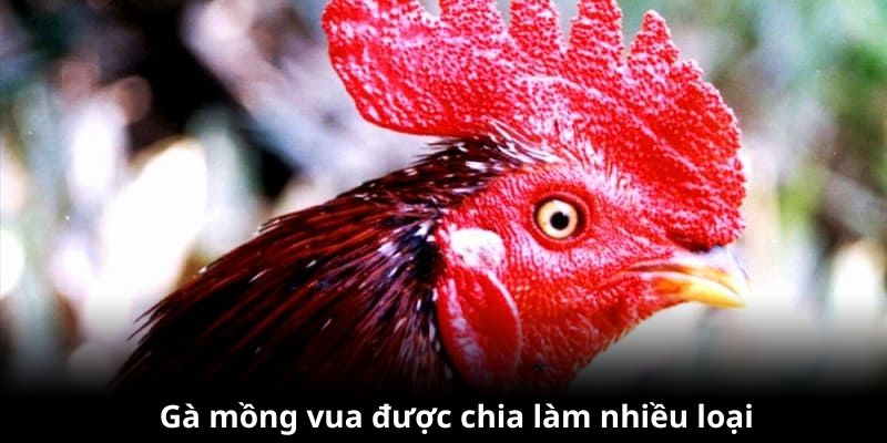 Giống gà mào vua được chia làm nhiều loại khác nhau, khả năng cũng vậy